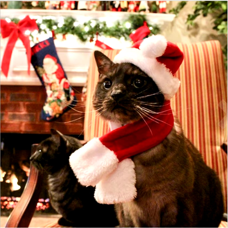 ChatGPT said:  🎅 Christmas Pet Hat & Scarf Set 🎄 – Adorable Santa Costume for Cats & Small Dogs 🐾